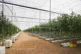 Image du Maroc Professionnelle de  Avec l'introduction des cultures sous abris serres, la région de Dakhla est devenue en très peu de temps célèbre pour ces productions de fruits et légumes destinés à l’export.  Sous d’immenses serres, la production des tomates en grappes bénéficie d’un climat phénoménalement ensoleillé, tempéré et régulier, Mardi 21 Novembre 2006. (Photo / Abdeljalil Bounhar) 